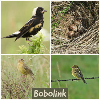 Bobolink